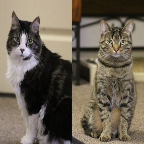Aces Benz Whiz Gaming Mascot Cats